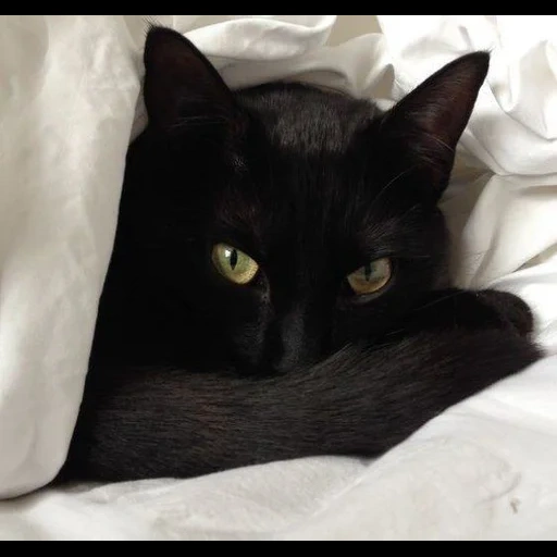 черный кот, чёрный котик, чёрная кошка, котенок черный, черная кошка красивая