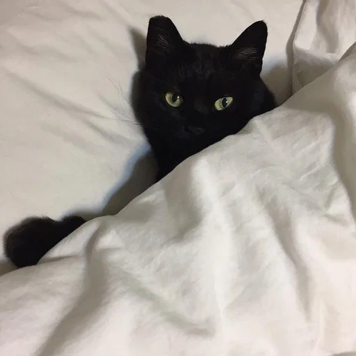 черный кот, кошка черная, бело черный кот, милый черный кот, черный кот эстетика