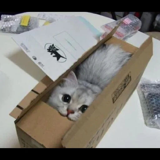 кот, кошки, кошка, кот коробке, коты не помещаются коробке