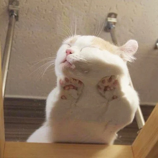 кот, котики, милые котики, кот стеклянном столе, милые котики смешные