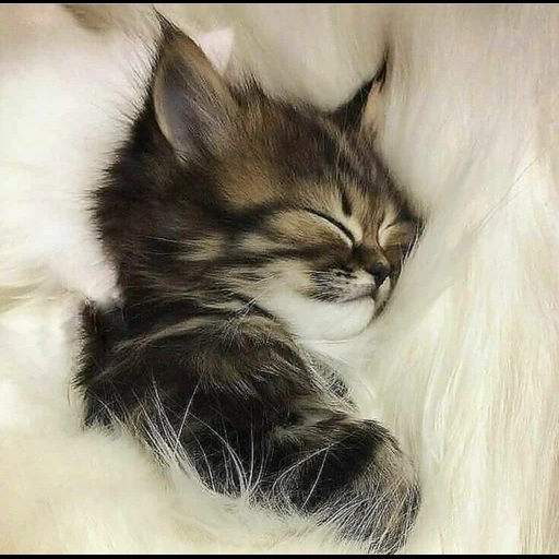 кошка, пушистый кот, спящие котята, кошка животное, спящий котенок