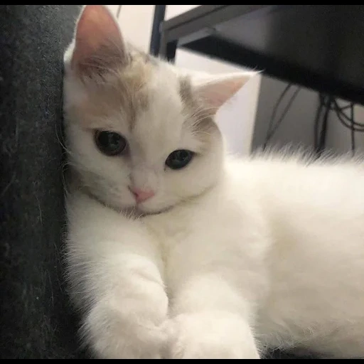 кот, кошка, белая кошечка, кошка котенок, турецкая ангора кошка