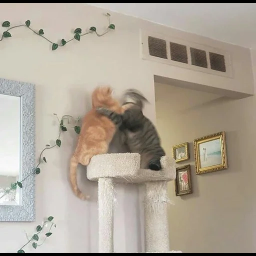 кот, кошачий домик, животные милые, скульптура кота, дом кошки потолке
