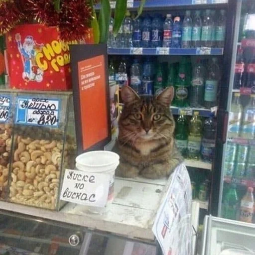 кот, кот кассе, кот прилавке, кот продавец, кошка магазине