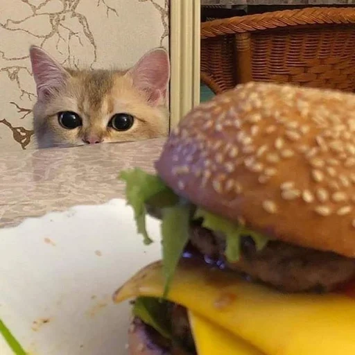 кот, кот бургер, мемный котик, животные милые, смешные котики