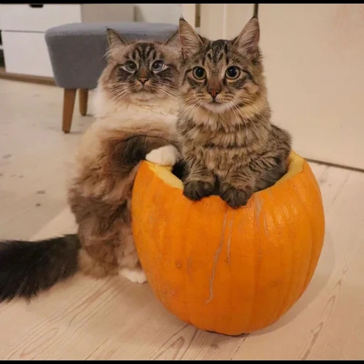 кот, хэллоуин, кот тыкве, хэллоуин кошка, кот костюме тыквы