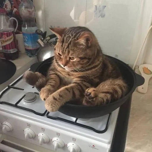 кот, смешные коты, кот кастрюле, кот сковороде, котики смешные