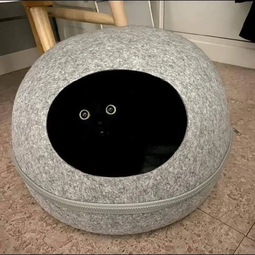 кот, кошка, void cat, черный кот, кот черная дыра