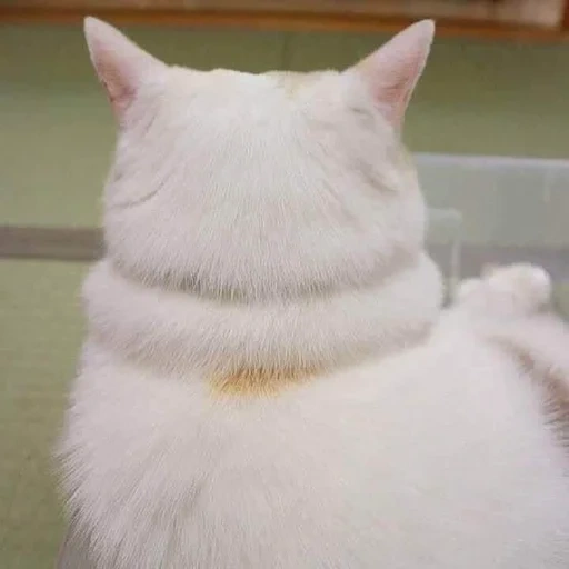кот, котик, кошка, белый кот, смешной белый кот