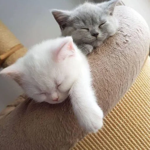 котики, кошки милые, милые котики, спящий котик, животные кошки