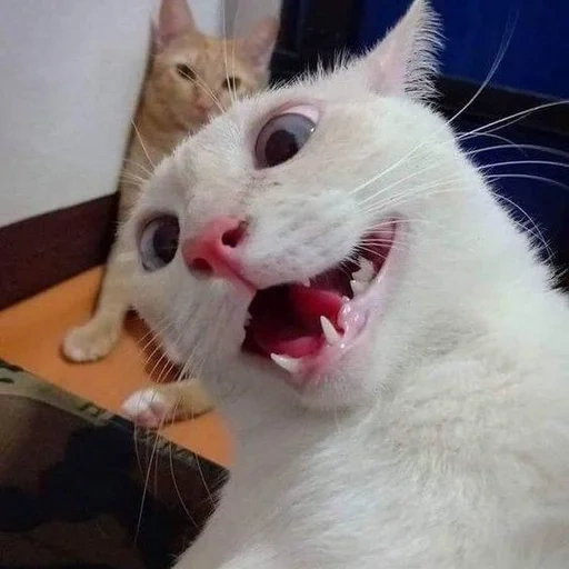 кот, кот мем, котики смешные, сумасшедшая кошка, смешной белый кот