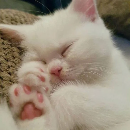 кот, кошка, котенок белый, сладких снов котенок, очаровательные котята