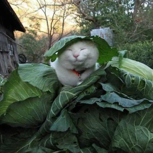 cabbage, капусты, shironeko, кот грядке, кот капустой