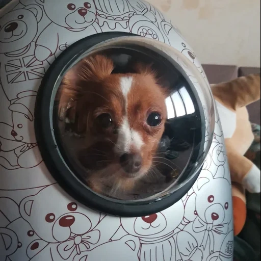 dog, animals, dogs wash clothes, laundry dog, porthole dog