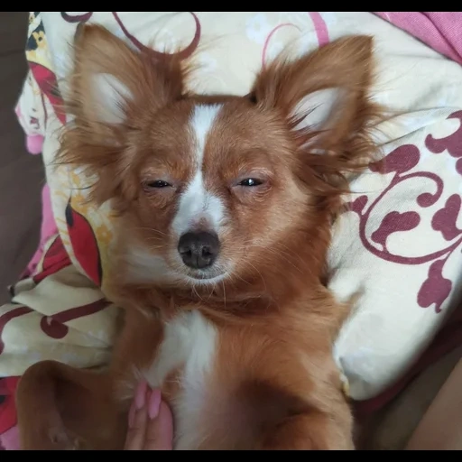 cão, filhote de papiyon, papiion de cachorro, cão chihuahua, animais de estimação