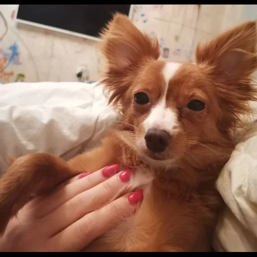 chihuahua, papillon puppy, chihuahua red, papillon dog, chihuahua dog