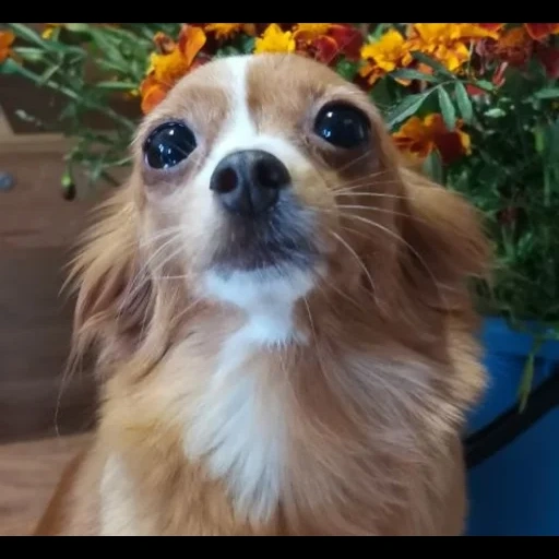 perro, chihuahua, perro chihuahua, colores chihuahua, chihuahua es largo de cabello