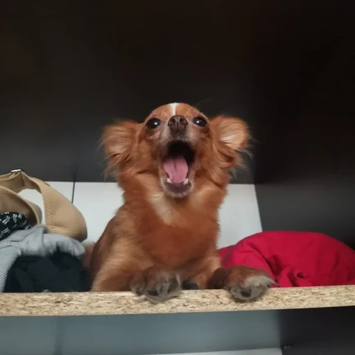 cão, cães, toy terrier, o cachorro é um animal, russo aquele cachorro