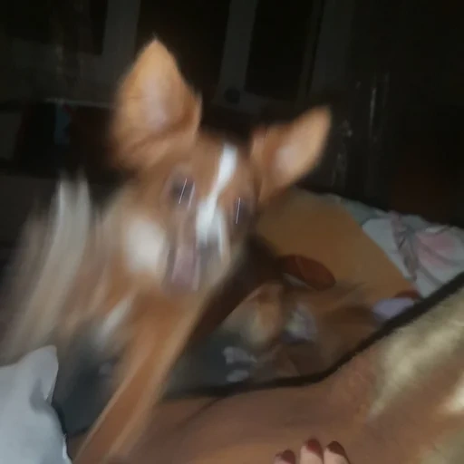 cão, cães, o cachorro é um animal, cães de animais, cachorro basenji