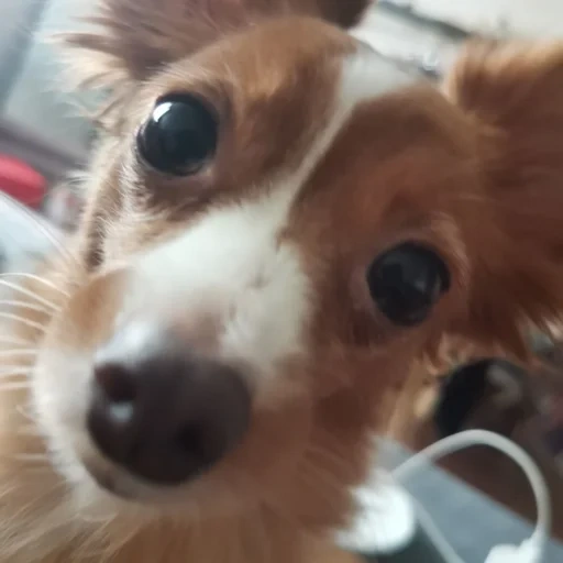 cães, cão, cães, o cachorro é um animal, cão chihuahua