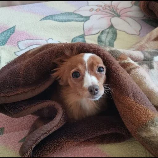 i cuccioli, cane, i cuccioli, animali carini, cane animale