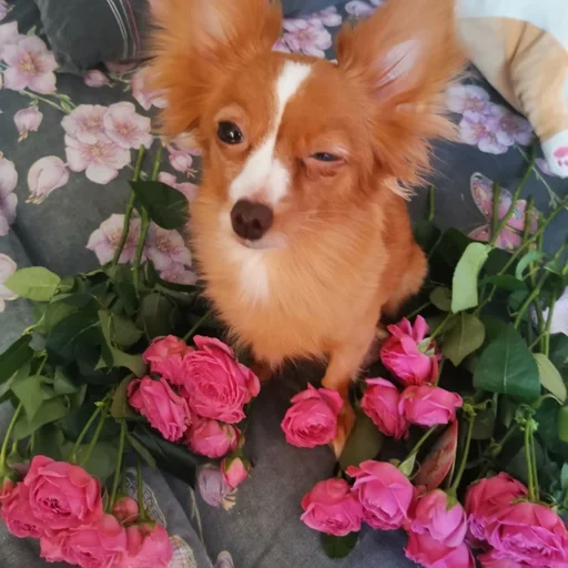 papiion de cachorro, papillon de cachorro, cão chihuahua, papiyon é vermelho vermelho, o cachorro da raça sisthuahua