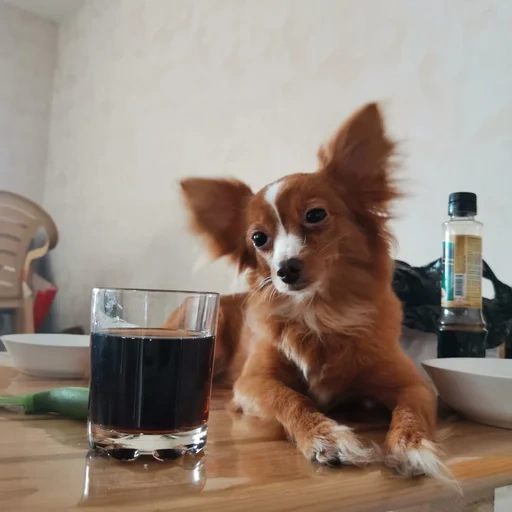 chihuahua, chihuahua est rouge, chien papiion, chienne de chihuahua, le chiot rouge du papiion