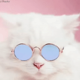 кот, cat, кот солнечных очках