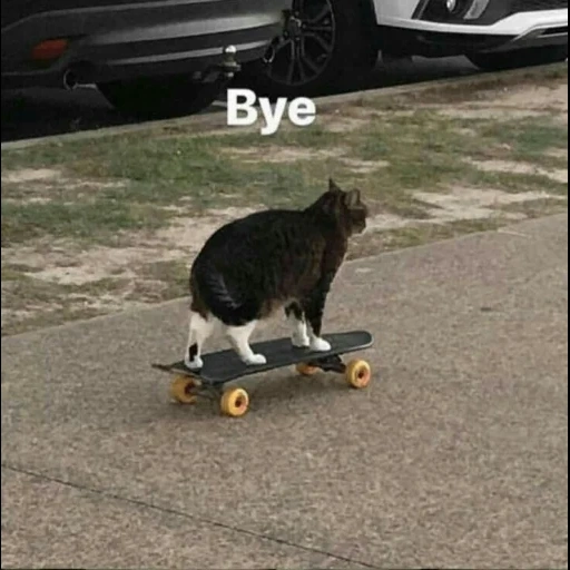 gatto, gatto skat, skateboard per cani di mare, volo a vela per cani, gatto che scivola addio