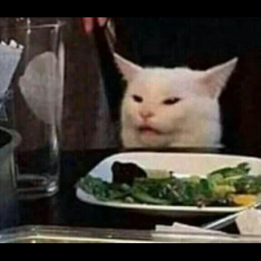 gatto, meme del gatto, fumo di gatto, gatto divertente, cat meme a tavola