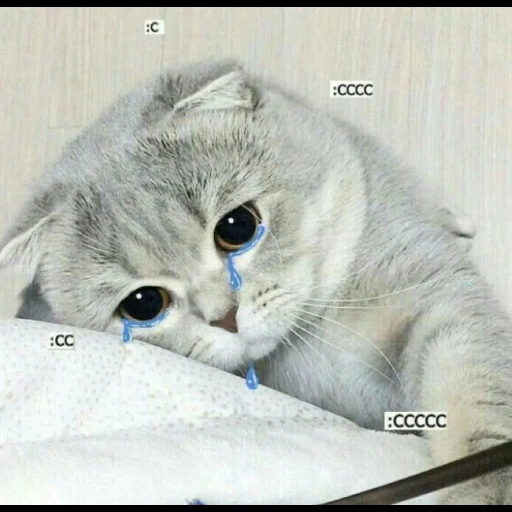 chat, chat, chat mignon, chats mignons, le chat est triste