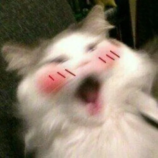 cat, cat, cute cats, funny cats, the cat yawns a meme