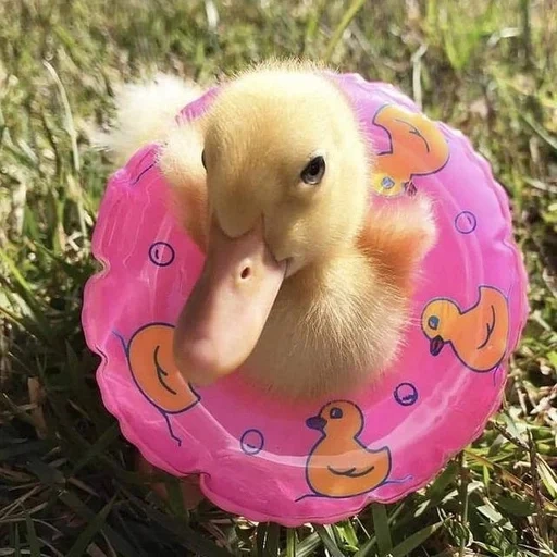 die ente, das entlein, die ente, die entenküken, the little duck