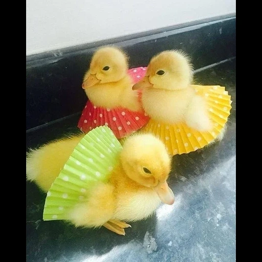 anak itik, anak ayam, bebek yang indah, bebek kuning, ayam berwarna