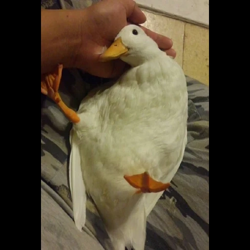 pato, pato de pato, ganso, aves de capoeira, animais de estimação de pato doméstico