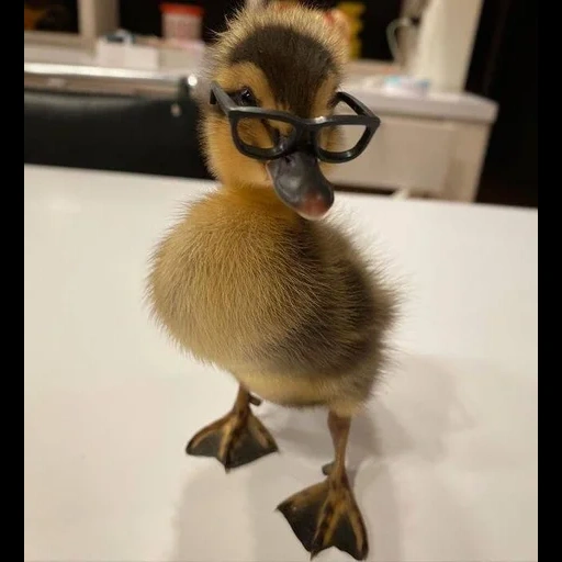 duck, duckling, kryakva duck, baby animals, the duck is funny