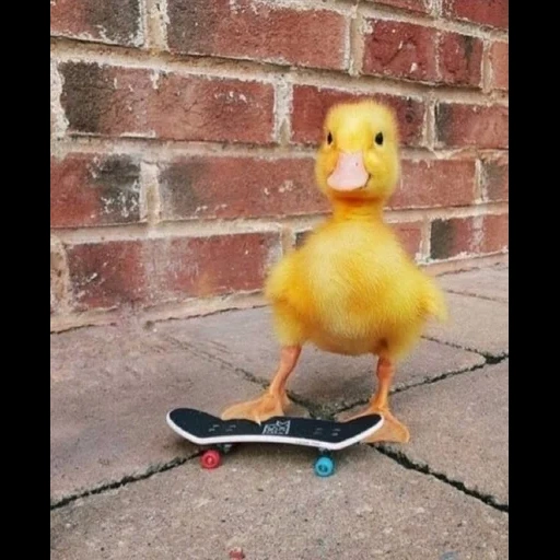 anadón, pato de pato, patito amarillo, patitos divertidos, el pato es amarillo