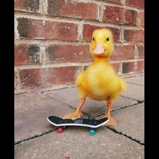 caneton, canard, canard jaune, ducklings drôles, le canard est jaune