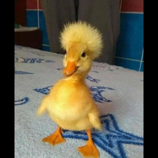 утенок, love ducks, милые утята, желтый утенок, смешные утята