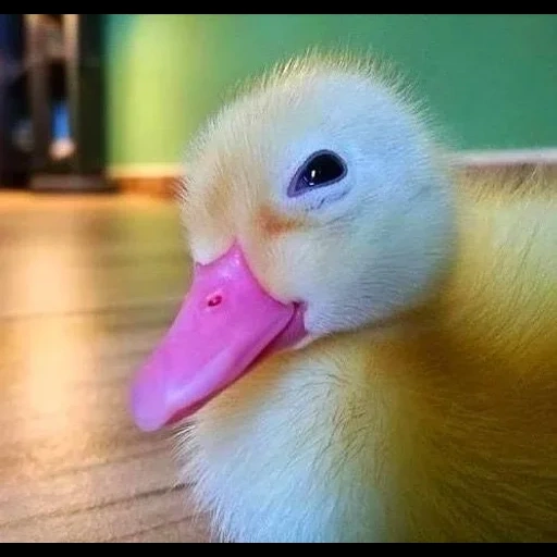 die ente, das entlein, wie eine kleine ente, lustiges entlein, the little duck