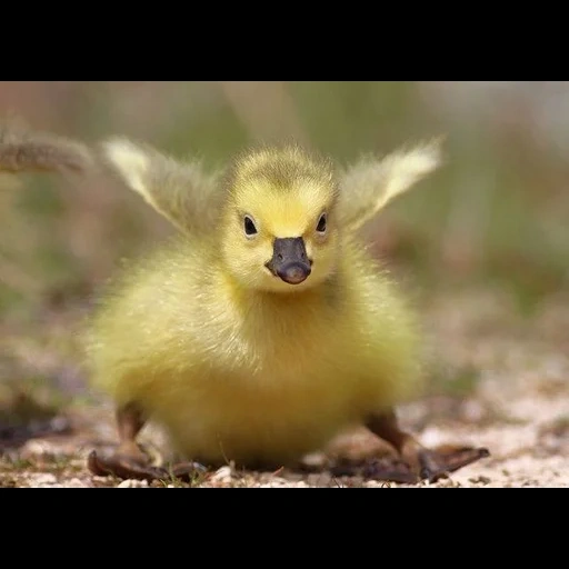 gâchis, caneton, canard jaune, petits canetons, poulets