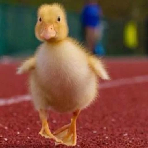 das entlein, gelbe ente, die entenküken, das gelbe entlein, the little duck