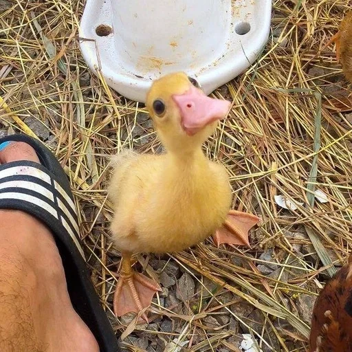 anadón, el pato es amarillo, pato de pato, patito amarillo, patito casero