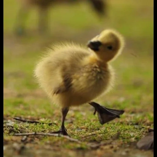 guses, anak itik, jangan tinggalkan aku, bebek kecil, gosling kecil