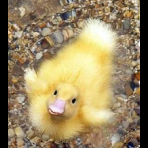 duckling, duck duck, yellow duckling, fluffy ducklings, indoite yellow