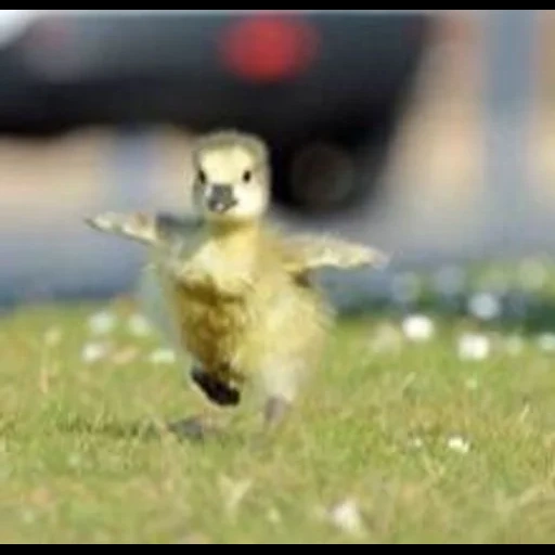 die gans, das entlein, die tiere, die küken, the gans