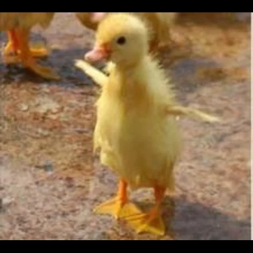 gâchis, caneton, canard, canard jaune, petits canetons