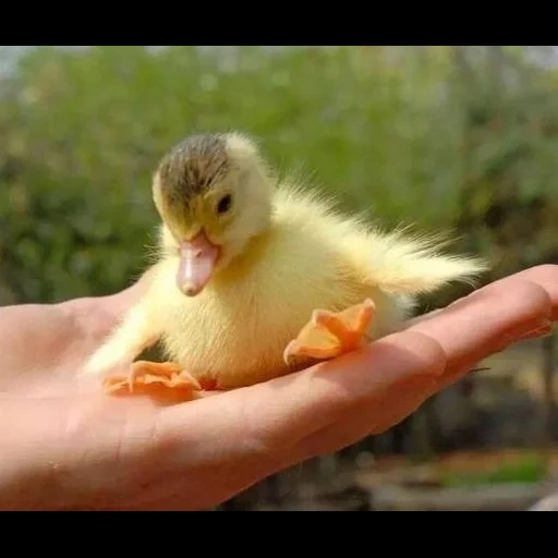 anadón, pato de pato, pato con patitos, pequeños patitos, patito de pollo