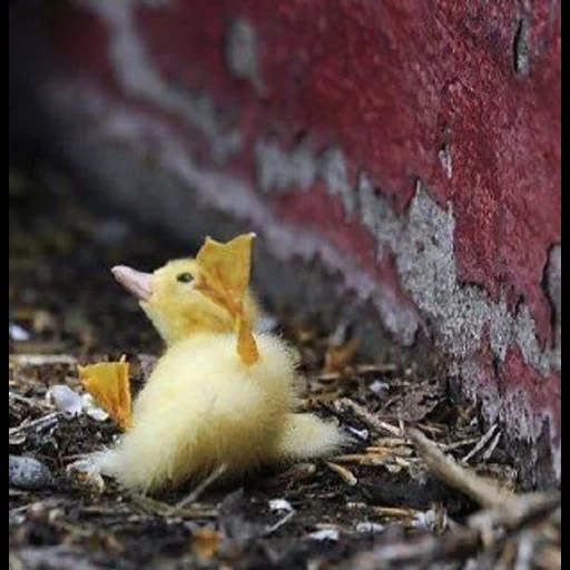 caneton, le canard est tombé, les animaux sont mignons, animaux drôles, animaux drôles