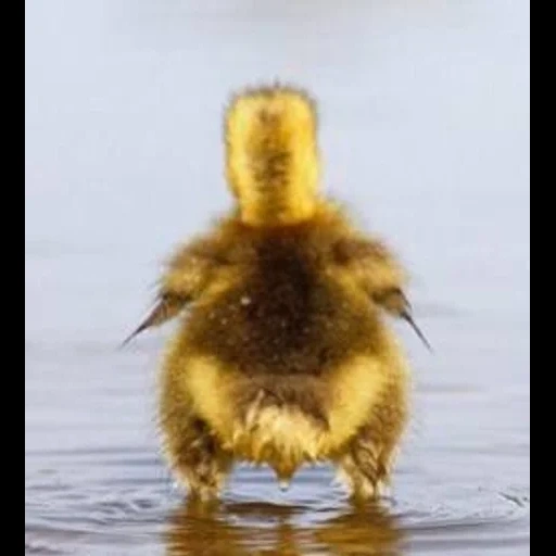 patinho, pato selvagem, pato de pato, patinho engraçado, patinho engraçado